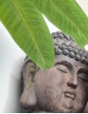 Buddhakopf mit Moos und 65 cm Höhe - braun buddha kopf