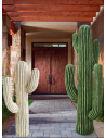 Kaktus Mexikaner für Garten